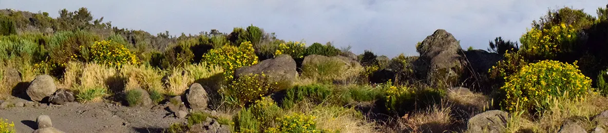 Kilimanjaro Marangu Route 
