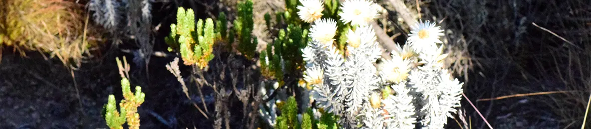 Kilimanjaro Marangu Route 