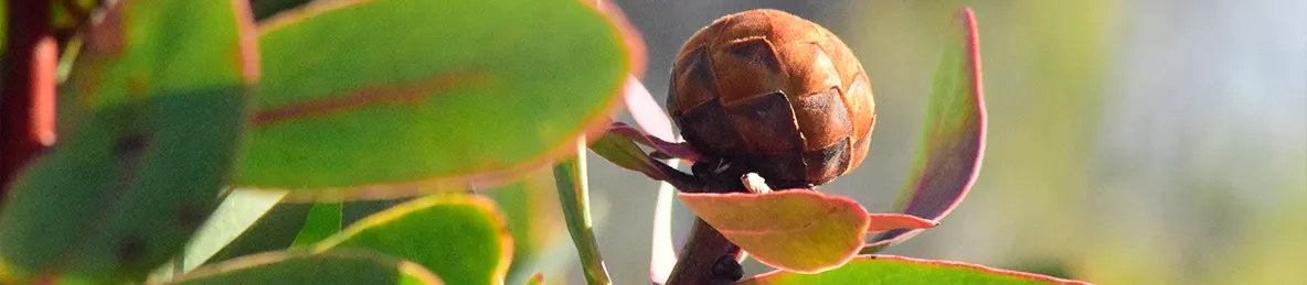 Kilimanjaro Marangu Route 