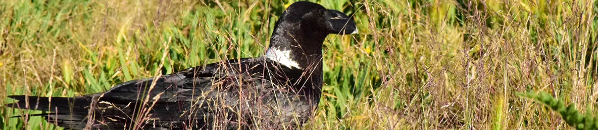 Kilimanjaro Marangu Route 