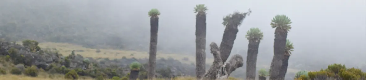 Kilimanjaro Marangu Route 