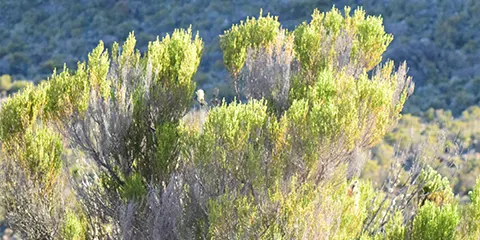 cover-6 Days Kilimanjaro Climbing Adventure on Marangu