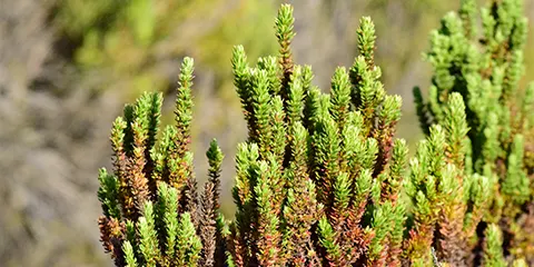 cover-6 Days Tanzania Kilimanjaro Hiking Tour via Marangu Route