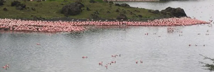 : Ngorongoro Crater Full Day Tour Back to Arusha 