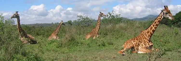 Serengeti to Ngorongoro 
