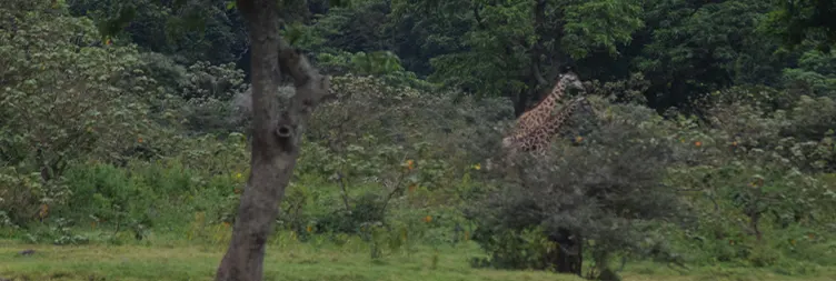 : Ngorongoro Crater Full Day Tour Back to Arusha