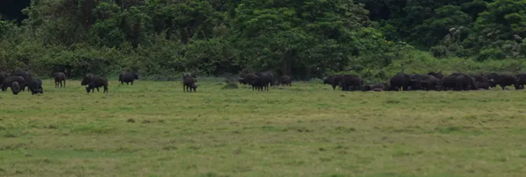 Ngorongoro Crater Full Day Tour Back to Arusha 