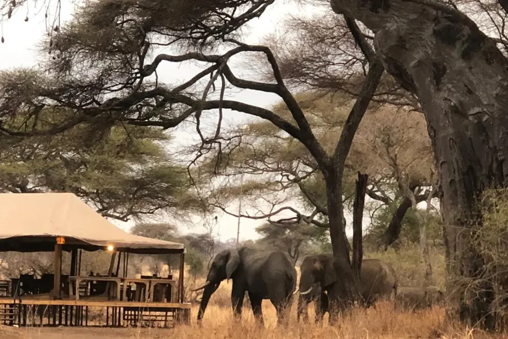 Baobab Tented Lodge Tarangire Images