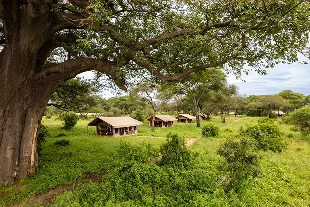 Baobab Tented Lodge Tarangire Images