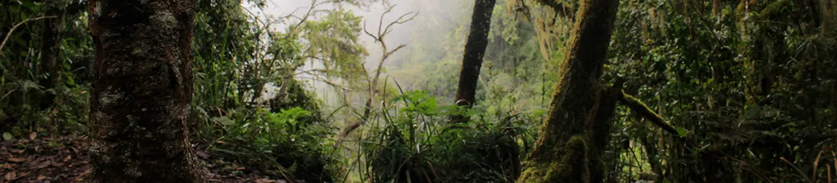 Kilimanjaro Machame Route, Lemosho Route, Umbwe Route