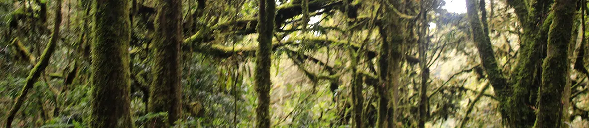 Kilimanjaro Machame Route, Lemosho Route, Umbwe Route