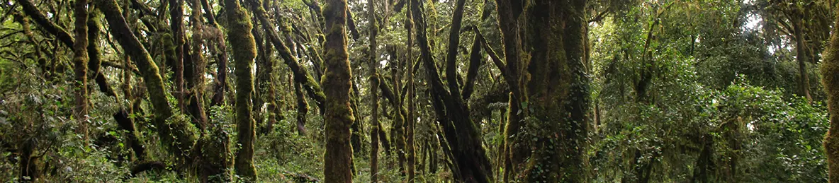 Kilimanjaro Machame Route, Lemosho Route, Umbwe Route