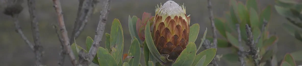 Kilimanjaro Machame Route, Lemosho Route, Umbwe Route