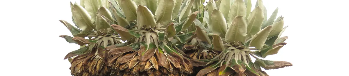 Kilimanjaro Machame Route, Lemosho Route, Umbwe Route