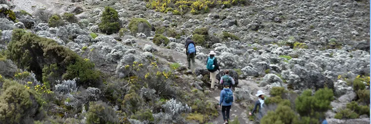 Barranco Camp (3,960m) â€“ Karanga Camp (4,035m).
