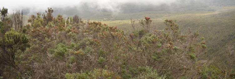  Karanga Camp- Barafu Camp 
