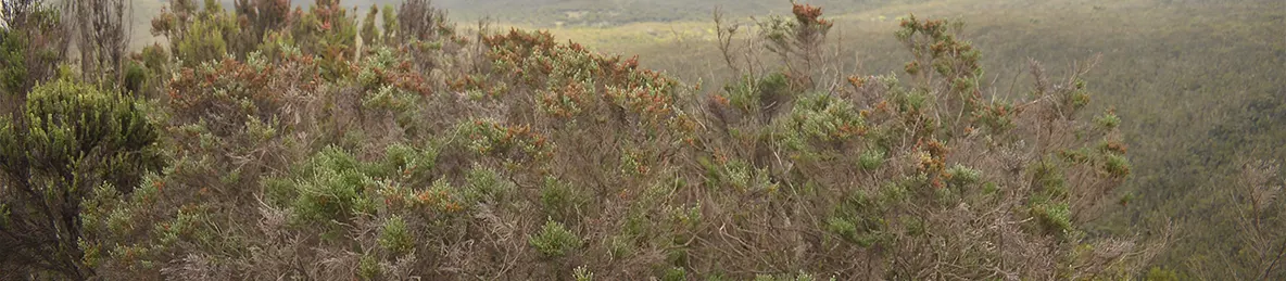 Kilimanjaro Lemosho Route, Northern Circuit Route
