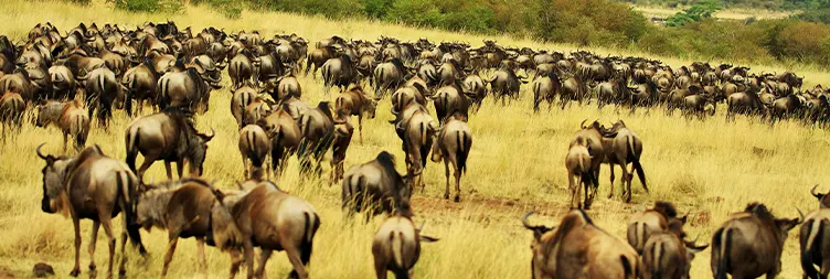 Central Serengeti Full Day Tour