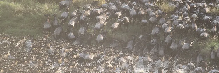 Serengeti to Ngorongoro