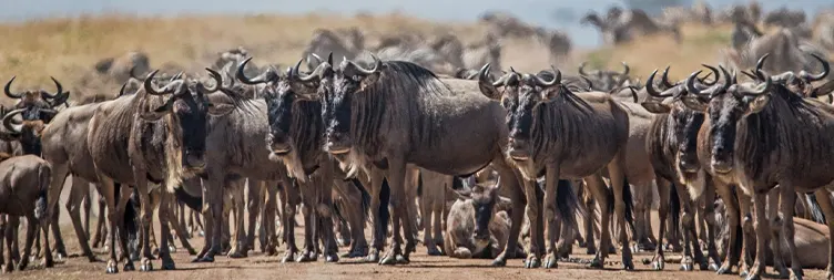 Serengeti (Morning Game Drive) to Ngorongoro 