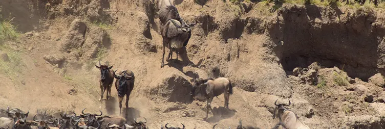 Manyara to Serengeti (Afternoon Game Drive) 