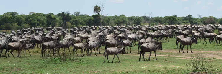 Serengeti to Ngorongoro 