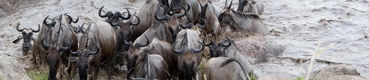 Serengeti National Park - Northern