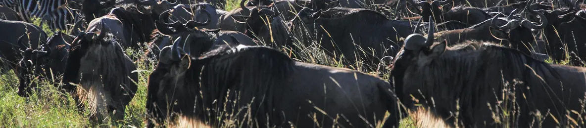 Serengeti National Park - Northern