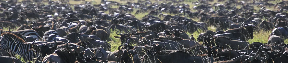 Serengeti National Park - Northern