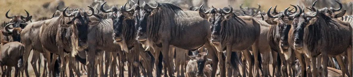 Serengeti National Park - Northern
