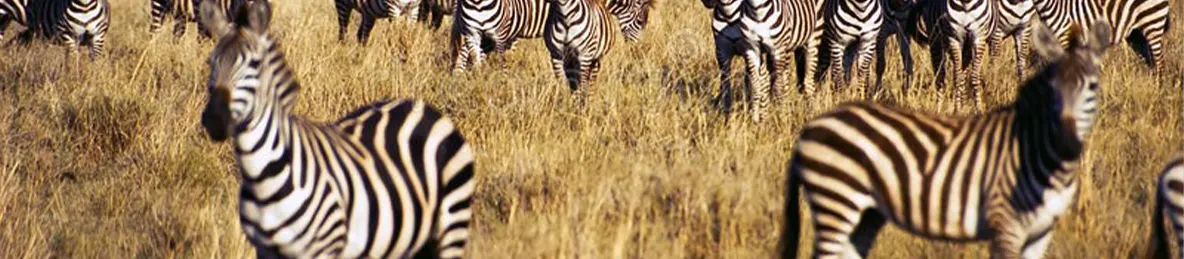 Serengeti National Park - Northern