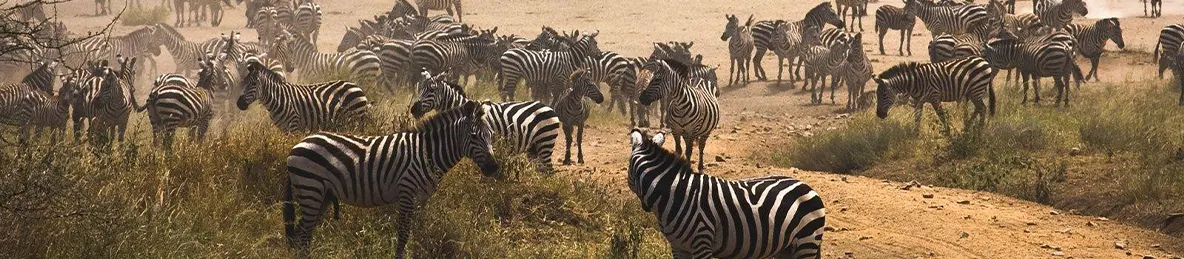 Serengeti National Park - Northern