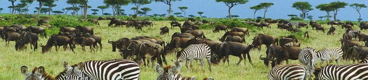 Serengeti National Park - Northern