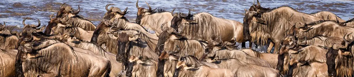Serengeti National Park - Northern