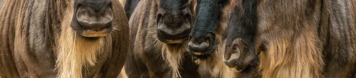 Serengeti National Park - Northern