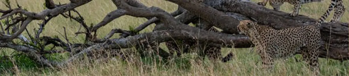 Serengeti National Park - Eastern