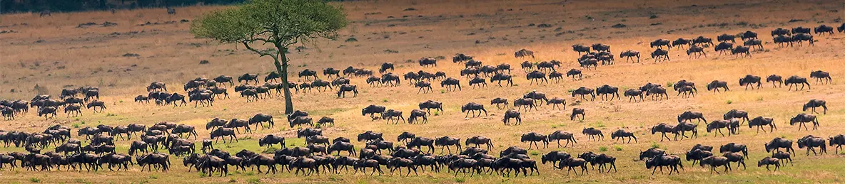 Serengeti National Park - Eastern