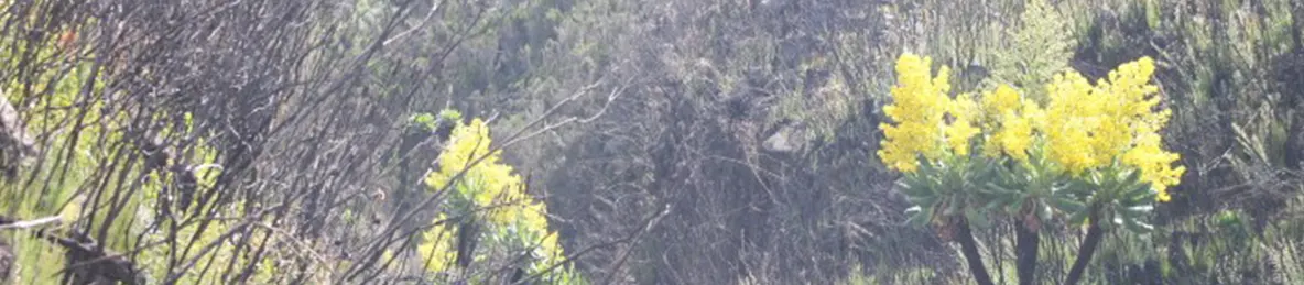 Kilimanjaro Marangu Route 