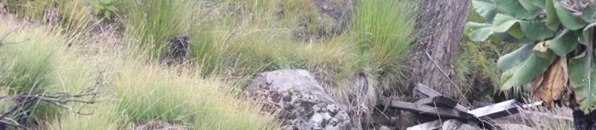 Kilimanjaro Marangu Route 