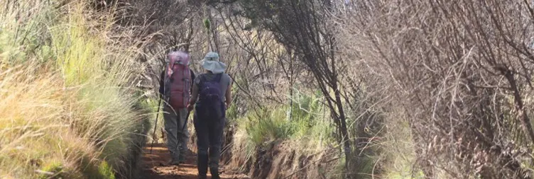 Horombo Hut to Mandara Hut to Marangu Gate - Back to Moshi/Arusha 