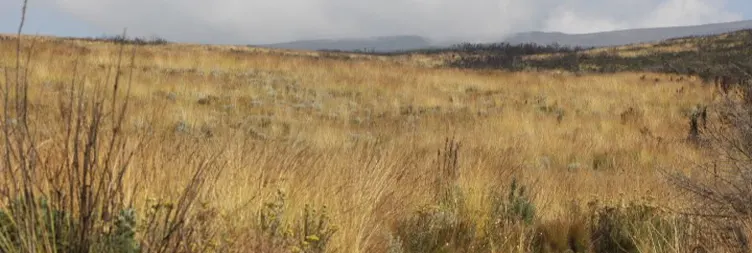 Horombo Hut to Mandara Hut - Marangu Gate - Back to Moshi/Arusha 