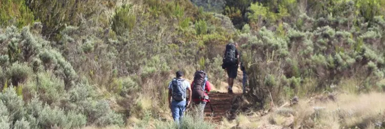 Horombo Hut - Mandara Hut - Marangu gate - Back to Moshi/Arusha