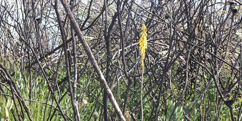 6 Days Kilimanjaro Rongai Hiking Tour 