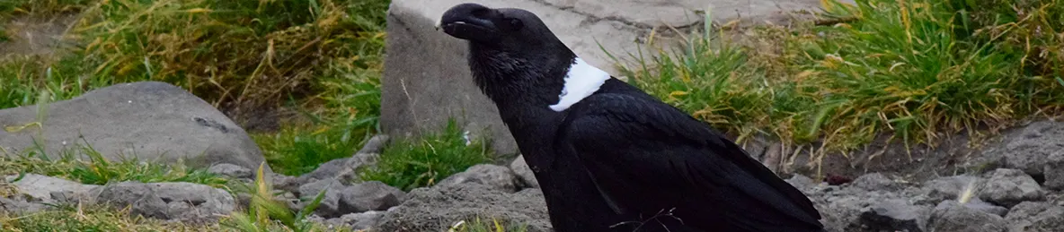 Kilimanjaro Marangu Route 