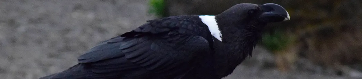 Kilimanjaro Marangu Route 