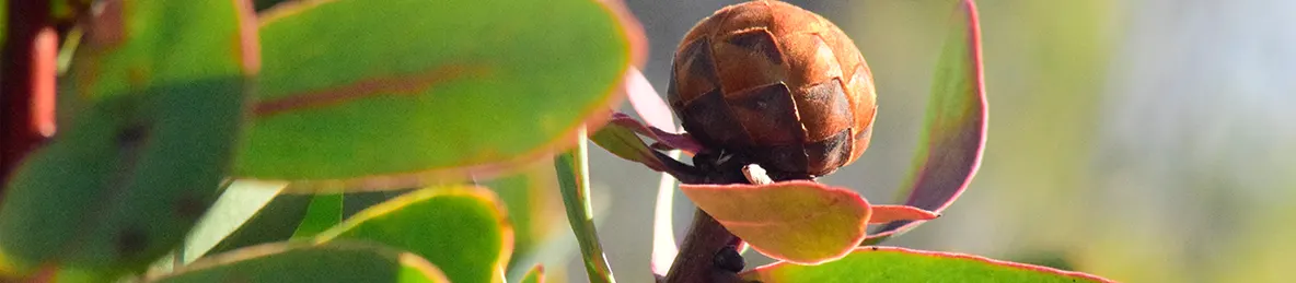 Kilimanjaro Marangu Route 