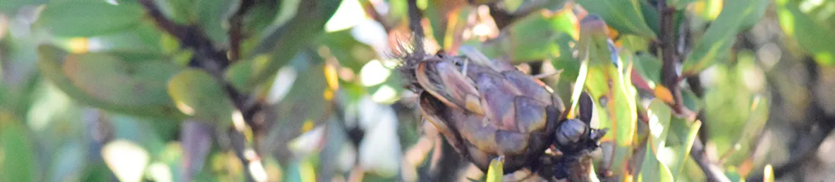 Kilimanjaro Marangu Route 