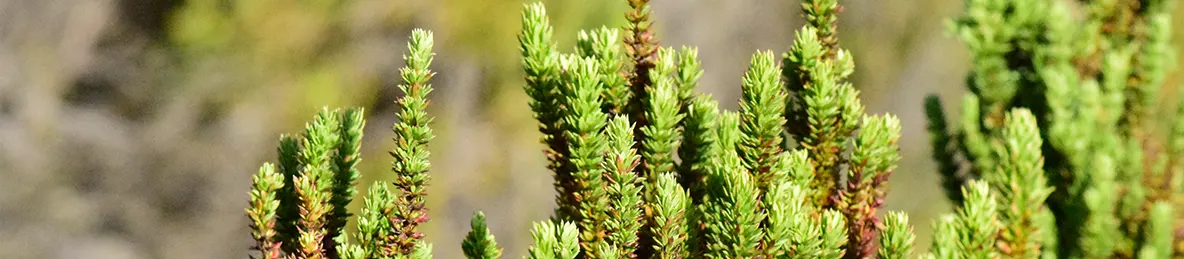 Kilimanjaro Marangu Route 