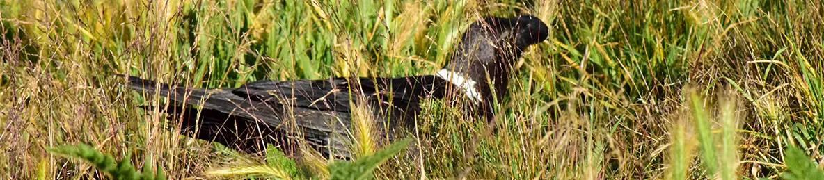 Kilimanjaro Marangu Route 