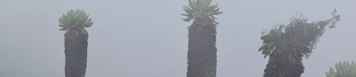 Kilimanjaro Marangu Route 